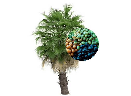 Prostamin Forte vsebuje palmove plodove